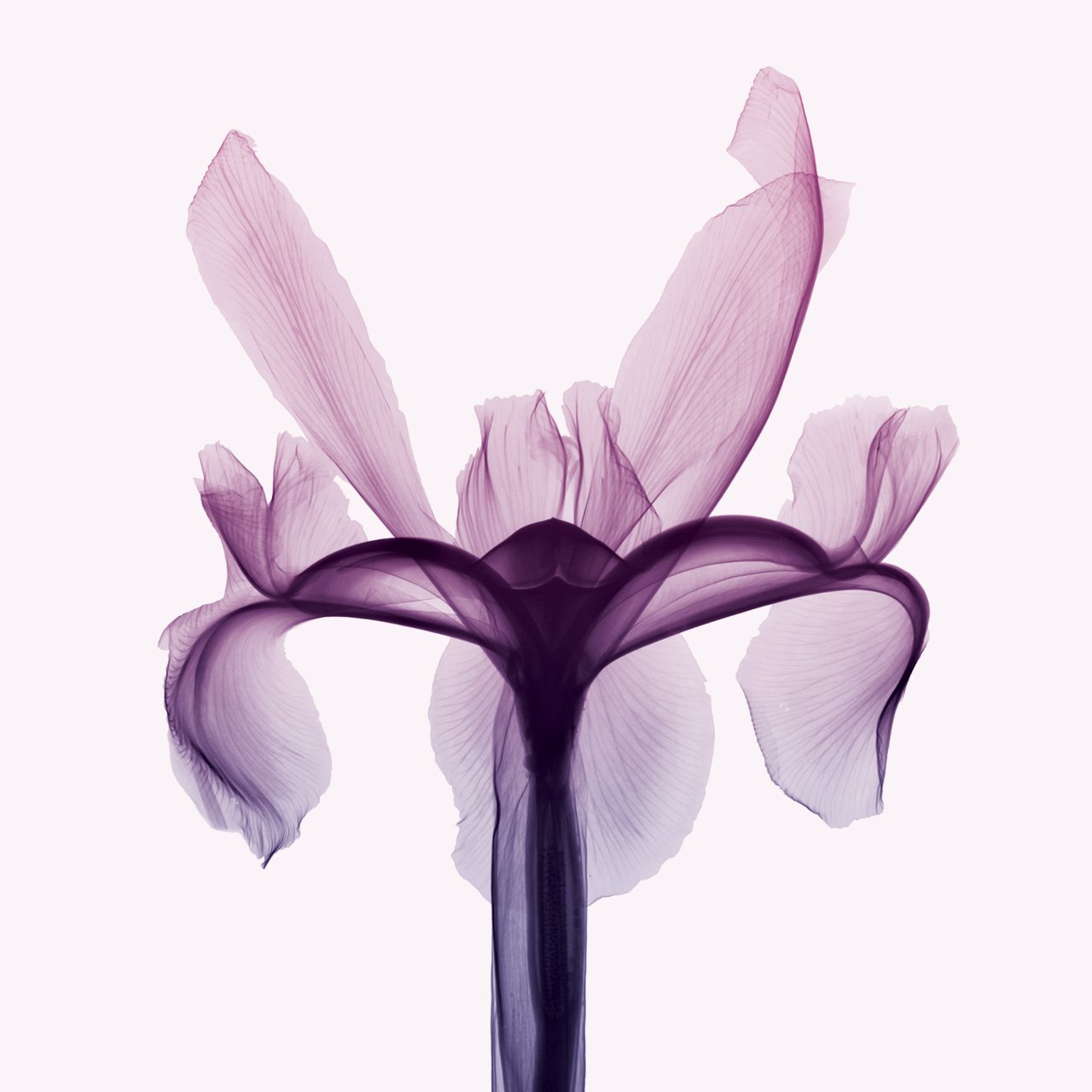 Depot Bare Folio Iris